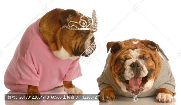 斗牛犬欺