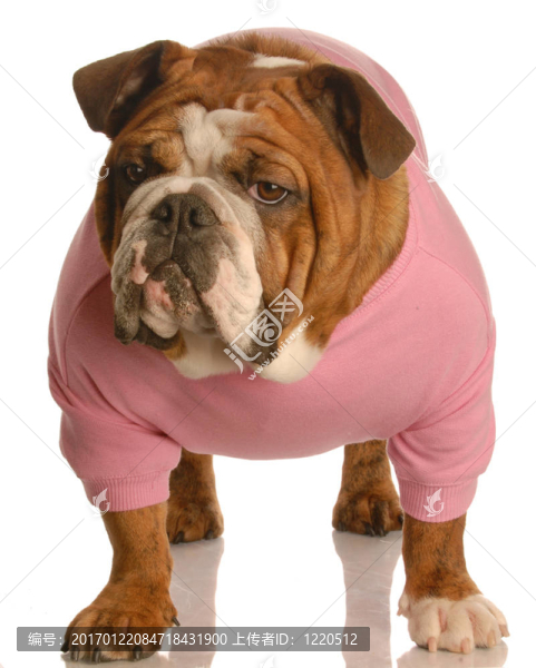 女性的英國斗牛犬