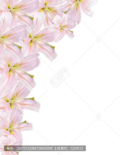 百合緣