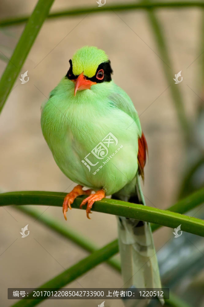 狩獵綠鵲