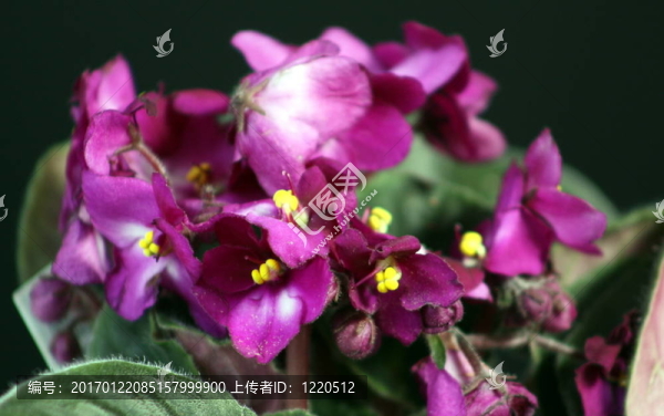 非洲紫羅蘭af-410