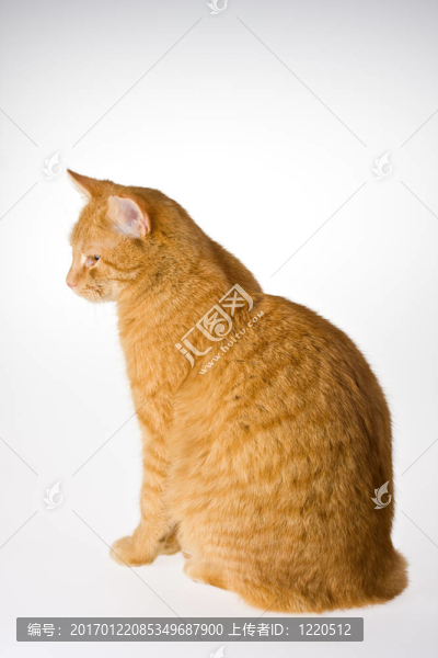 貓