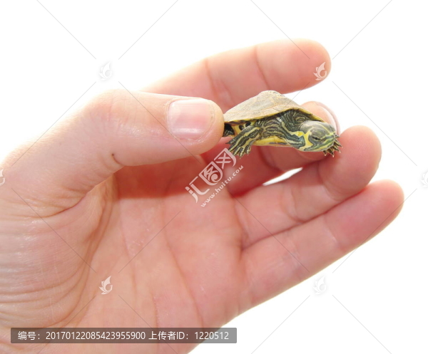 國(guó)內(nèi)的海龜