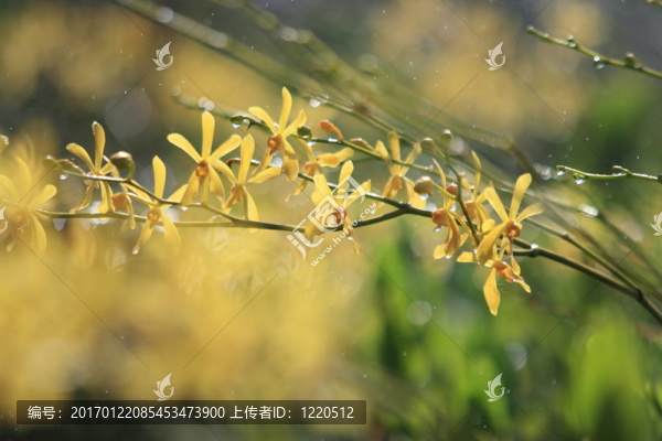 蘭花