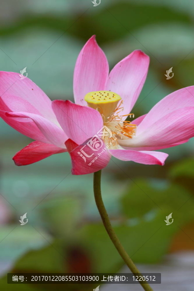 蓮花