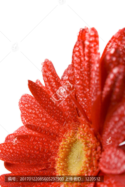 紅太陽