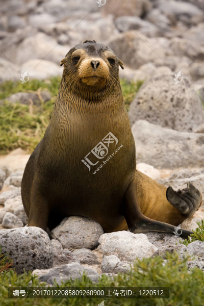 少年加拉帕戈斯海獅（Zalophus,wollebaeki）