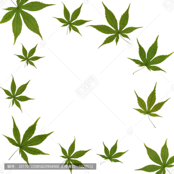 楓葉的美麗