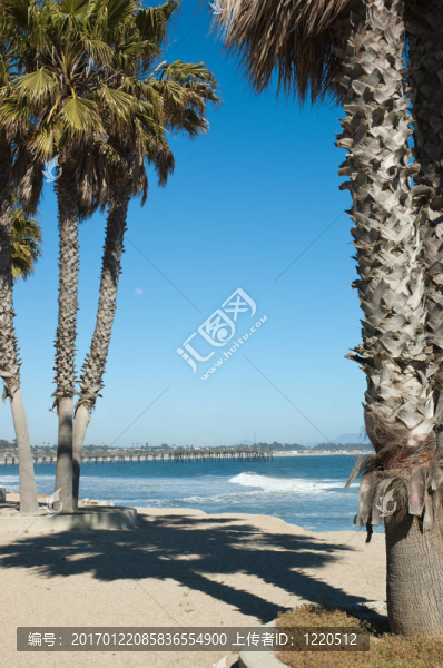 棕櫚樹-匯圖網(wǎng) www.fosd68.com 棕櫚樹