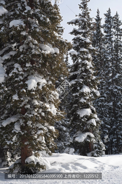 樹上的積雪