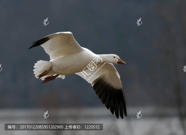 飛行中的雪鵝