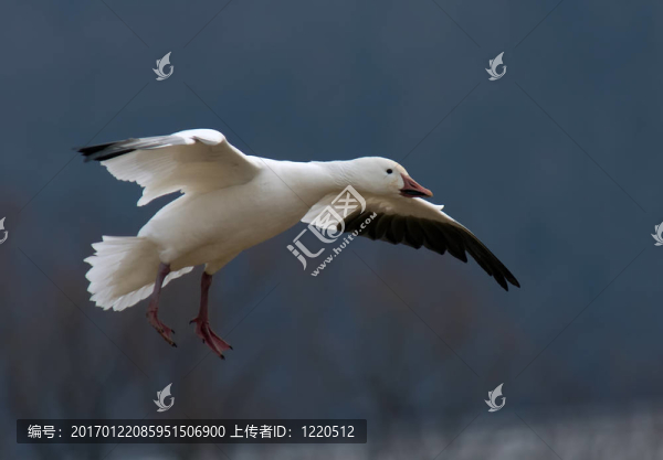 雪鵝飛