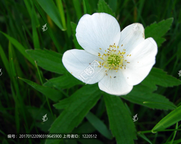 加拿大的銀蓮花