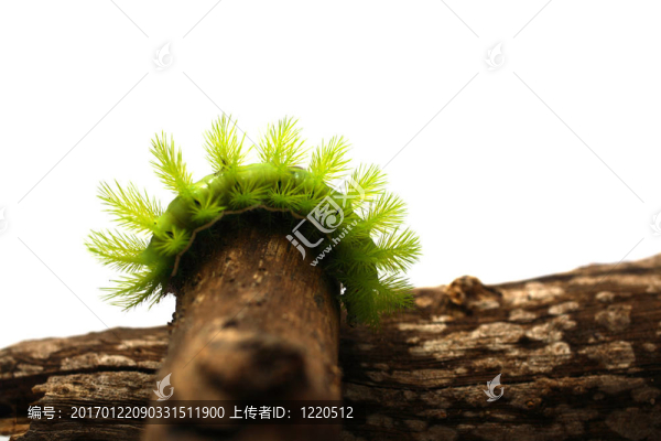可怕的綠色卡特彼勒