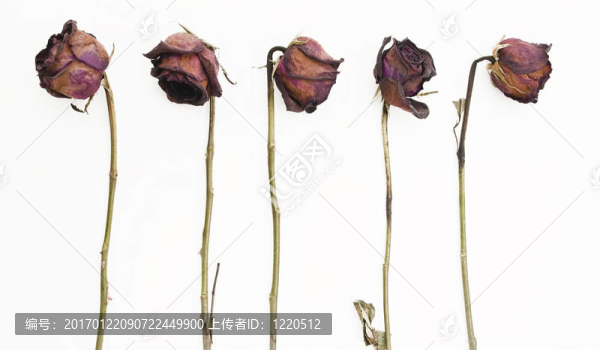 一排白色的5朵紅玫瑰