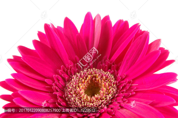 靠近粉紅格柏雛菊