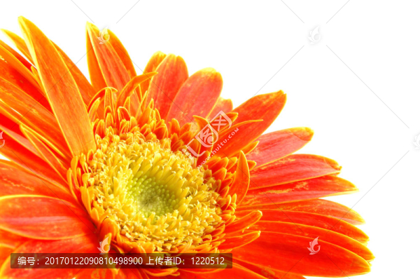 橙色格柏雛菊