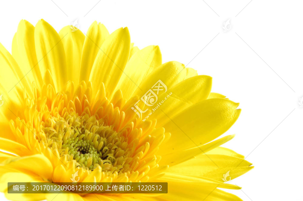 靠近黃格柏雛菊