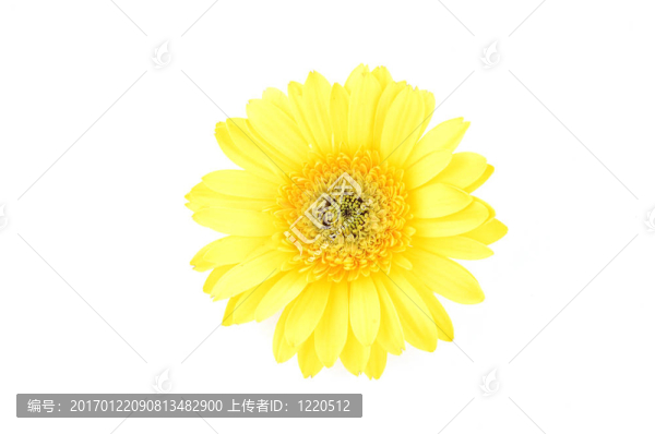 靠近黃格柏雛菊