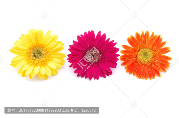 豐富多彩的非洲雛菊