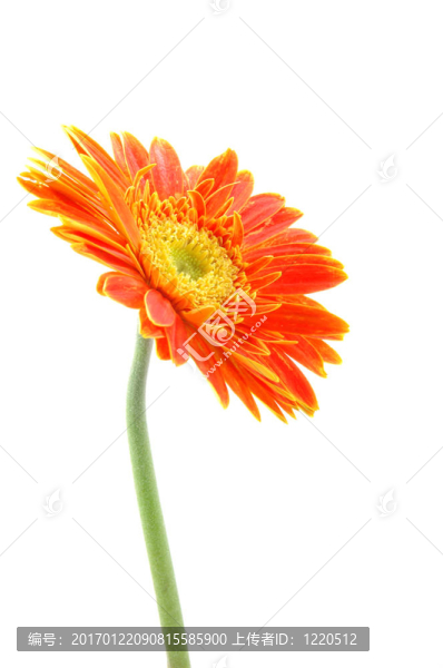 橙色格柏雛菊