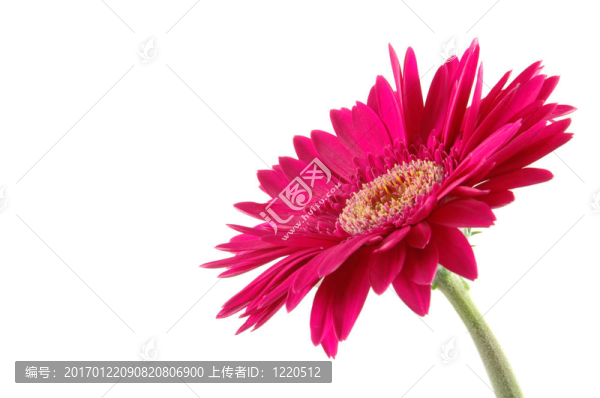 粉紅色的格柏雛菊