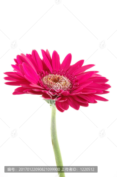 粉紅色的格柏雛菊