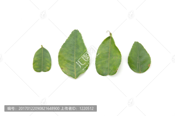 檸檬葉