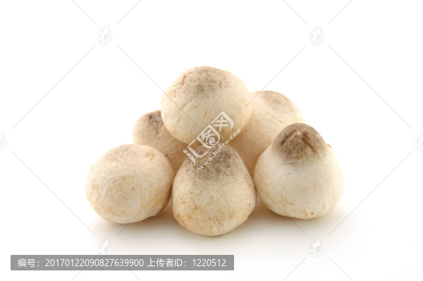 草菇