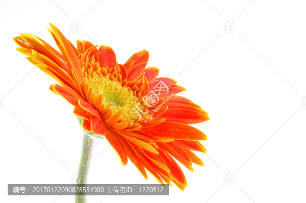 橙色格柏雛菊