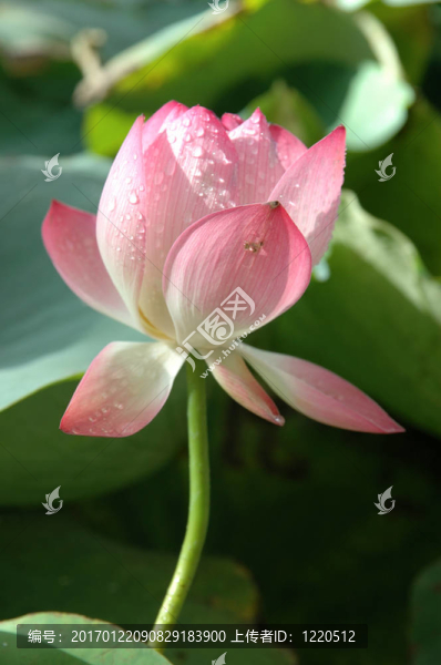 粉色的睡蓮