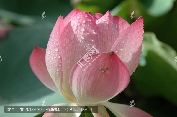 粉色的睡蓮