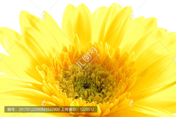 靠近黃格柏雛菊