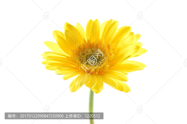 黃gerber,daisy
