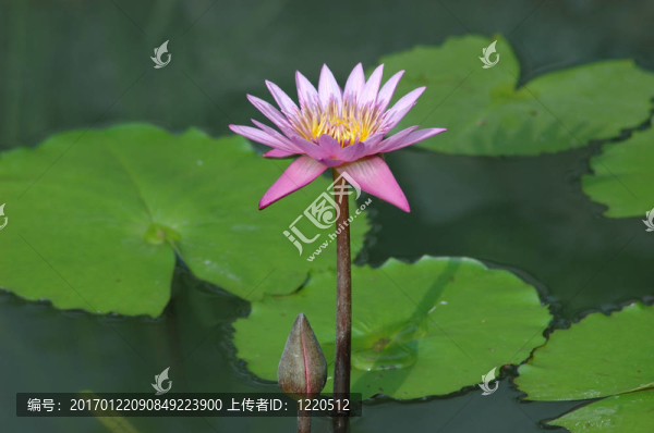池塘里的紫蓮