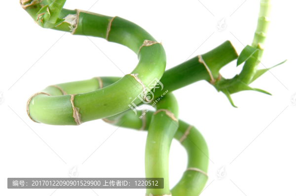 幸運(yùn)竹的螺旋桿