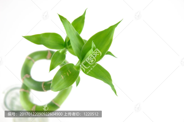 幸運(yùn)竹