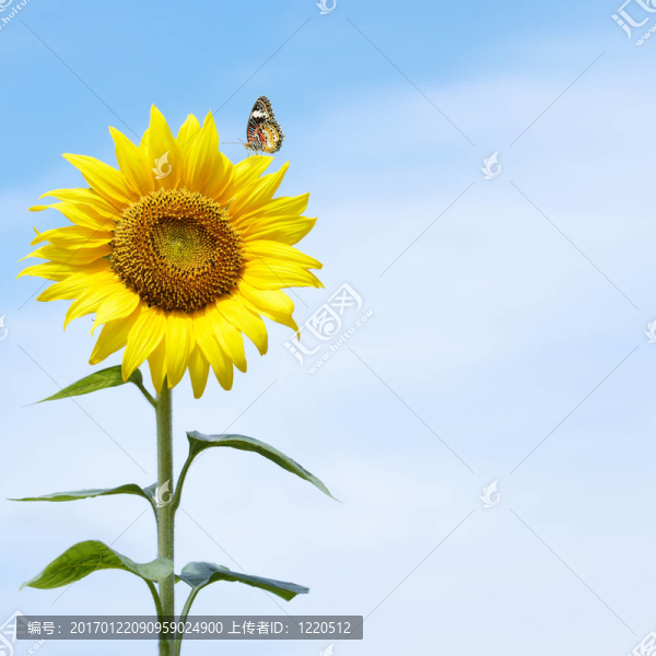 向日葵