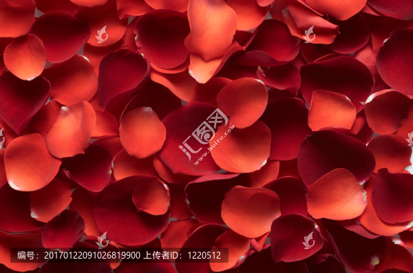 玫瑰花瓣