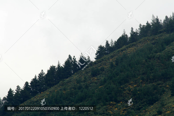 馬爾堡的聲音；新西蘭