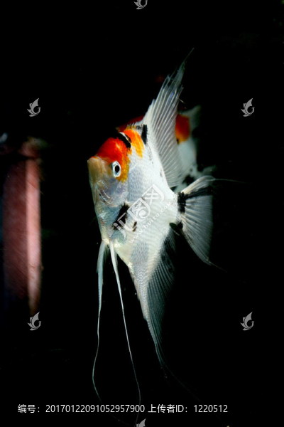 黑暗的水