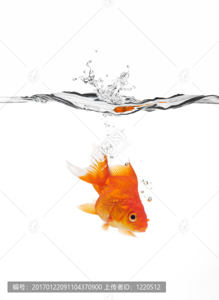 金魚跳進(jìn)水-匯圖網(wǎng) www.fosd68.com 金魚跳進(jìn)水