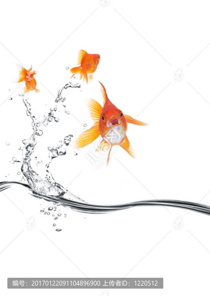 金魚(yú)跳走