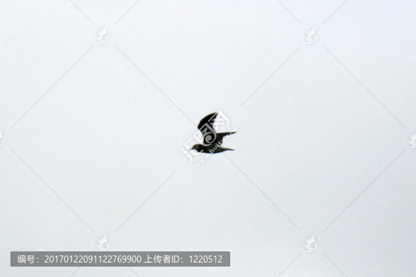 馬爾堡的聲音；新西蘭