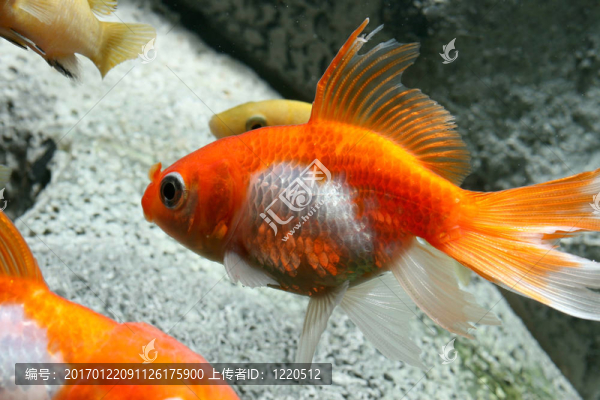 女王的魚