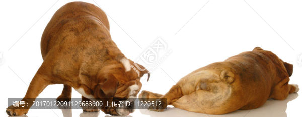 動(dòng)物行為