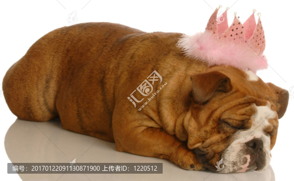 被寵壞的英國(guó)斗牛犬
