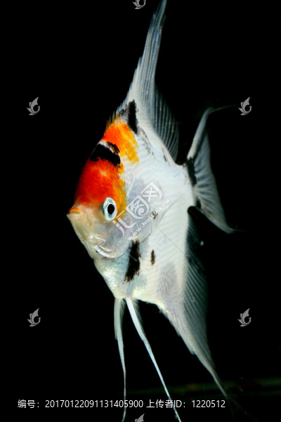 花哨的數(shù)量