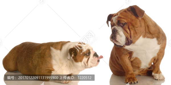 斗牛犬欺