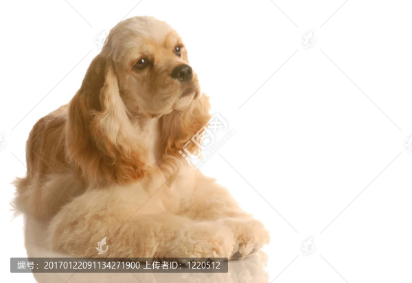 可卡犬放下